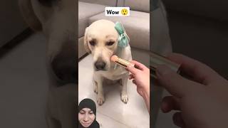 Beautiful dogs🥰🤩funnycutedogsgreenscreenreaction [upl. by Anisah]