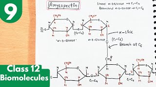 9 Polysaccharides Starch  Amylose and Amylopectin with structures Biomolecules class12 chemistry [upl. by Zacharias]