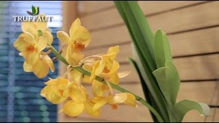 Comment entretenir une orchidée   Truffaut [upl. by Aeslehc]