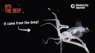 quotPelagic Magicquot The Night Reveals Incredible Creatures of the Deep Sea  Blackwater  Into The Deep [upl. by Miharba]