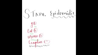 STAPHYLOCOCCUS EPIDERMIDIS [upl. by Elacim]