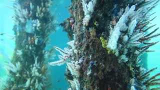 Busselton Jetty Underwater Observatory [upl. by Bambie582]