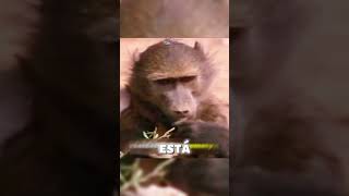 GPS DE MACACO curiosidades shorts interessantes interessante short [upl. by Munshi211]