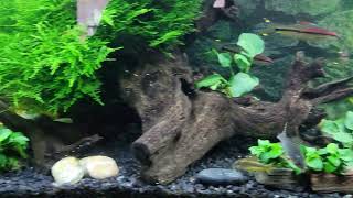 can my tank handle 5 peacock gudgeons with my 3 angelfish [upl. by Valerye]