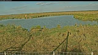 Attwater Prairie Chicken NWR Live Stream [upl. by Nodlew472]