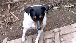 Perro Bodeguero Ratonero Andaluz concentrado buscando ratones en un gallinero [upl. by Faden]