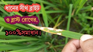 ধানের সীথ ব্লাইট ও ব্লাস্ট রোগের সমাধান  ধানের সেরা ছত্রাক নাশক Amistar Top [upl. by Anidnamra]