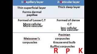 2 skin Cells of epidermis and Derms [upl. by Fallon877]