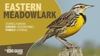 Eastern Meadowlark  Field and Stream The Bird Guide Channel [upl. by Mountfort715]