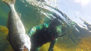 Southern California Spearfishing  Yellowtail White Seabass Hammerhead Shark [upl. by Aydiv250]