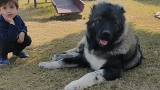 Socializing Caucasian shepherd Puppy with kid [upl. by Roberto463]