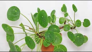 Pilea peperomioides [upl. by Asiar]