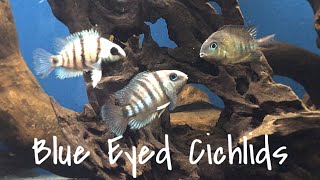 Species Profile Cryptoheros Cutteri The Blue Eyed Cichlid [upl. by Vipul]