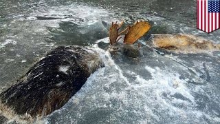 Battle to the death two moose in Alaska found frozen in ice with antlers locked  TomoNews [upl. by Udella110]