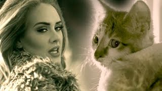 PAWDELE MEOW Adeles Hello Parody with Kittens [upl. by Esbenshade]