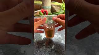 Propagate rose plants with aloe vera shorts rose aloevera [upl. by Elva]