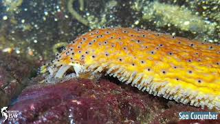 Sea Cucumber Holothuroidea [upl. by Letnuhs]