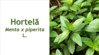 HORTELÃ Menta piperita [upl. by Sadye42]