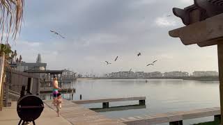 Gaviotas y Pescadores al Atardecer [upl. by Hiller]