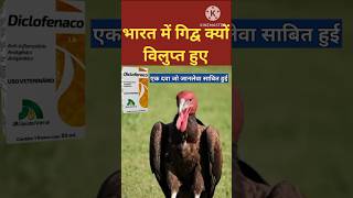 diclofenac दवा जिसके कारण भारत से विलुप्त हुए गिद्व । vulture news [upl. by Naryb825]