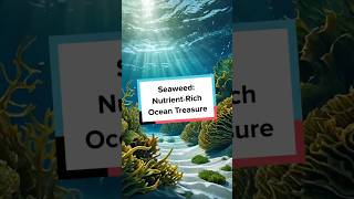 Seaweed NutrientRich Ocean Treasure [upl. by Platt]