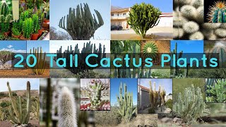 20 Tall Cactus Plants to Grow At Home [upl. by Oirtemed]