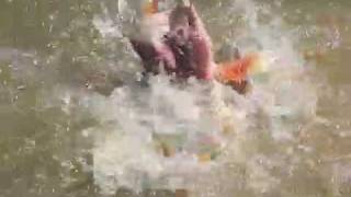 Piranhas Attack Pygocentrus cariba  Venezuela [upl. by Thorsten252]