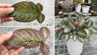 How to propagate Episcia cupreata Hanst by leaf wave [upl. by Niltac305]