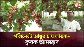 পলিনেটে আঙুর চাষে নাটোরে পথ দেখাচ্ছেন আমজাদ  Cultivation of grapes in Paulinet  Natore Channel 24 [upl. by Cerallua451]