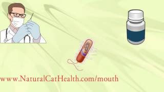 How To Treat Stomatitis In Cats  Permanently Naturally Economically [upl. by Erdne]