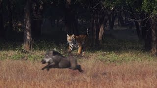 Tadoba Thriller  Tigers [upl. by Stav]