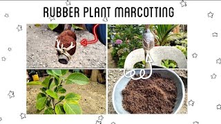 Rubber plant Marcotting  How To Marcot Your Rubber Plants At Home [upl. by Aicemat506]