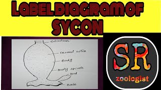 How to draw label diagram of sycon  Phylum porifera  Biology diagram SR zoologist [upl. by Aihsyak159]