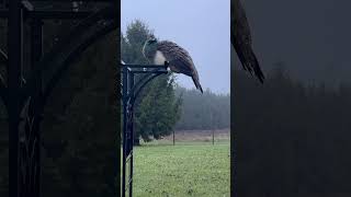 Peafowl relaxing on a foggy rainy afternoon birds peafowl nature [upl. by Jacqueline]