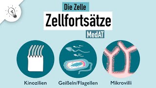 Kinozilien Geißeln Mikrovilli  Zellfortsätze  Aufbau amp Funktion  MedAT  Biologie [upl. by Aillimac]