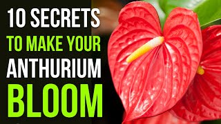 Why isn’t My Anthurium Flowering 10 Pro Tips [upl. by Bonita]