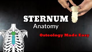 STERNUM Anatomy  Osteology  All you need to know in an easy way [upl. by Ahtinak787]