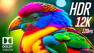 Best of Dolby Vision 12K HDR 120fps [upl. by Ania]