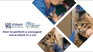 How to perform a coccygeal nerve block in a cat [upl. by Milissa]