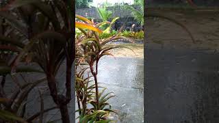 Dracaena Plant During Rainy Days [upl. by Ennovi212]