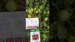 TOMATO FARMING tomatofarming vegetablefarming farming [upl. by Euqinom]