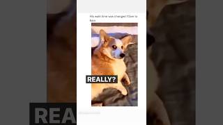 Funny Animal Voice Over by Uni V Sol voiceover funny univsolmc shorts [upl. by Atnima]