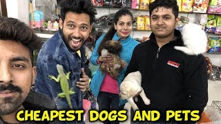 CHEAPEST DOGS  Sanjhalika Vlog [upl. by Aisayt]