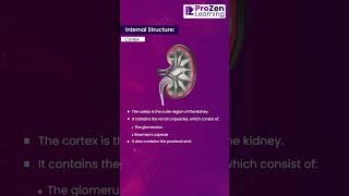 Structure Of Kidney Part  3 [upl. by Tiffy]