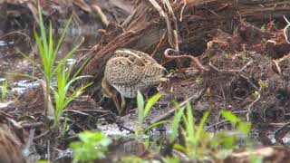 Juvenile Pin tailed Snipe [upl. by Airetas]