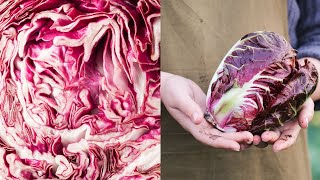 Coltivare il radicchio [upl. by Olimreh]