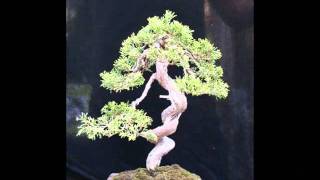 video bonsai [upl. by Leighton]