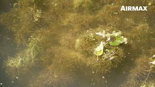 Airmax® Algae Defense® – Pond Algae Removal [upl. by Ahasuerus]