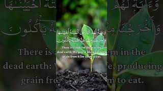 Surah Yaseen Yasin Ayat no 31 to 33 surahyaseen quran surah islam islamic deen Epi 37 [upl. by Lewellen164]