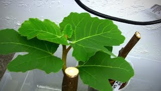 What I Do With Rooted Fig Cuttings Through the Winter [upl. by Ellirpa]